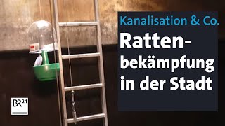 Statistisch zwei Ratten pro Einwohner Giftköder soll Rattenplage vorbeugen  BR24 [upl. by Annawat]