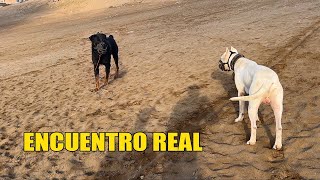 DOGO ARGENTINO Encuentro con ROTTWEILER 🐶😲 [upl. by Allez767]