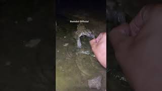 Web web catching frogs 🐸 flyingfrog [upl. by Alvan]