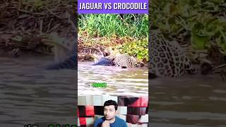 Jaguar Attacks Caiman Crocodile  Jaguar vs Crocodile  Shorts Video [upl. by Hawker]