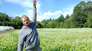 Buckwheat cover crop [upl. by Ticknor]