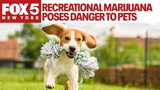 Recreational marijuana poses danger to pets [upl. by Akinam]