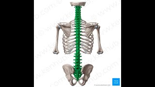 Spine Anatomy 1 Introduction [upl. by Deni]