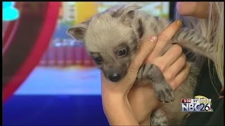 DeYoung FamilyZoo baby hyena [upl. by Jermyn]