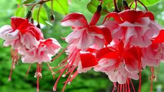 Fuchsia flower HD1080p [upl. by Unam]