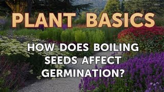 How Does Boiling Seeds Affect Germination [upl. by Dori]