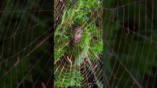 Spinnennetz spiderweb spiderwebs spinnennetz [upl. by Herv202]