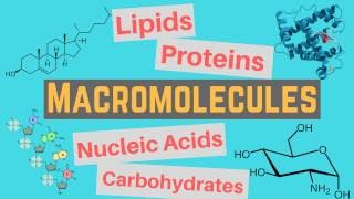 Macromolecules  Classes and Functions [upl. by Jonathan]