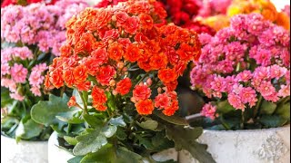 How to grow Kalanchoe plants and cuttings🌱🌱🌱 [upl. by Siletotsira]