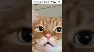 funny catcatcatscatlover catshorts funnycatsyoutubeshorts funnyvideo music [upl. by Wernsman]