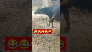 Bhains wala  Bhains ke shorts  bhains  Bhains ki aawaz  Buffalo bhains  Bhains ki tang [upl. by Terle]