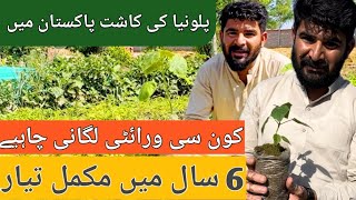 How to grow Paulownia  best type of paulownia for pakistan  Secrets of the Paulownia paulownia [upl. by Ailisec841]