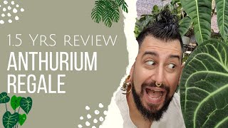 Anthurium regale Review  15 Years Later  Anthurium regale Care and Tips [upl. by Yrocej191]