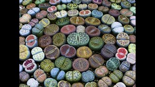 Growing Lithops From Seed [upl. by Sterling]