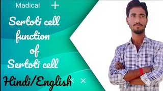 Sertoti cell l function of Sertoti cell [upl. by Atiuqahc]