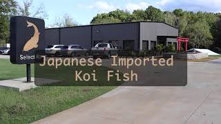 Video Story Final Draft Japanese Imported Koi Fish [upl. by Amej]