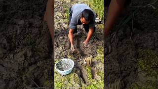 How Japanese Farmers Grows Rice and Fish TOGETHER 🌾🐟 [upl. by Berrie571]