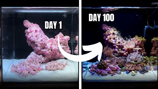 My First Ever REEF AQUARIUM Day 1 to 100 [upl. by Nuahsad729]