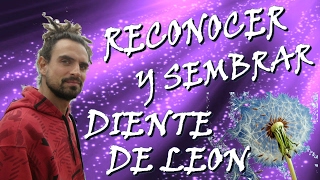 COMO SEMBRAR DIENTE DE LEON [upl. by Kenn]