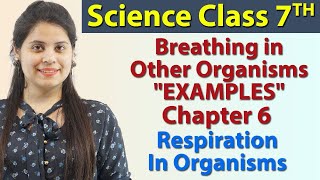 Breathing in Other Organisms quotEXAMPLESquot Chapter 6 Respiration in Organisms Science Class 7 NCERT [upl. by Kristopher]