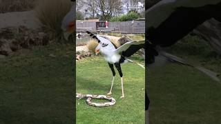 Watch the amazing secretary bird in action 🦅👀 [upl. by Gombosi]