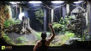 2 Month Evolution of My Giant Rainforest Vivarium [upl. by Eenal748]