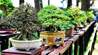 Bonsai de Tamanho Médio  Vietnamese Bonsai Exhibition 2017 [upl. by Arraik444]