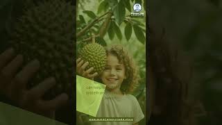 Amazing Health Benefits Soursop graviola Fruit [upl. by Schnur598]