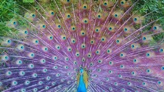 Hundreds of Peacocks Color EXPLOSION beautiful [upl. by Canica]