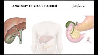 anatomy of gallbladder  پتتاشی کی اناٹومی  पित्ताशय की थैली की शारीरिक रचना [upl. by Rolf269]