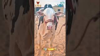 Cow Walking 👀🐄 🐮 cow viralvideos subscribe cowvideos mandi leakvideo [upl. by Ylrahc]