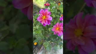 Beautiful Flowerflowers nature [upl. by Ailati]