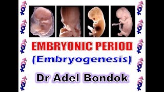 Embryonic Period Embryogenesis Dr Adel Bondok [upl. by Lemrahs]