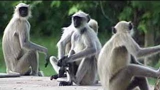 Safari India The lives of Hanuman langurs [upl. by Oberon]