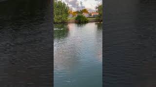 Manatees swimming under water [upl. by Pinette]