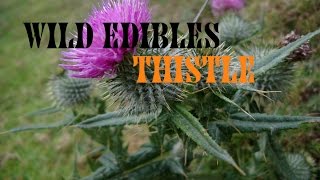 Wild Edible Plants Thistle Wilderness Survival [upl. by Idolah]