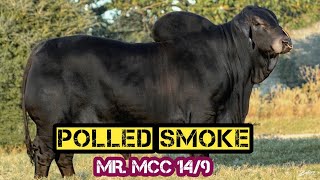 MR MCC POLLED SMOKE 149  Black Bull  Beautiful Bull  Naveed Cattle Farm [upl. by Jarvey]