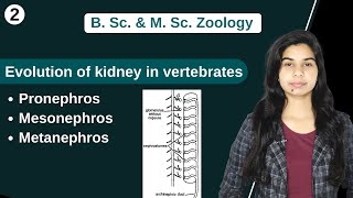 Comparative anatomy of Urinogenital system  Evolution of kidney in vertebrates  Zoology [upl. by Lilah913]