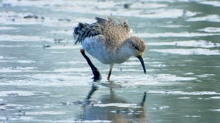 Slimbridge  Rushy and Discovery Hides [upl. by Edmead]