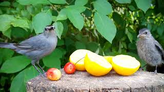 Catbird feeds fledgling delicious cherry 🍒 [upl. by Lyrred]