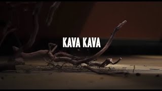 Uses and Benefits of Kava Kava  Sprouts Farmers Market [upl. by Aisyram]