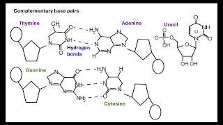 Nucleotides OCR A ALevel Biology Revision Module 213 Nucleotides and nucleic acids [upl. by Kanal]