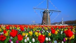 Tulips Festival Japan 千葉・佐倉チューリップフェスタ Tulip ＆ Windmill 花の名所 花見頃 佐倉観光 [upl. by Anrak]