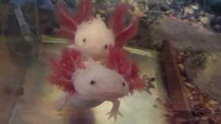 Ambystoma mexicanum axolotl aquarium [upl. by Ready]