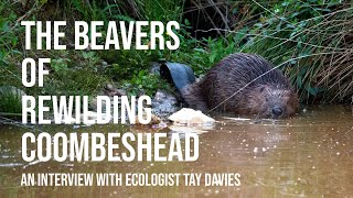 The Beavers of Rewilding Coombeshead  An interview with Ecologist Tay Davies [upl. by Emmalynne392]