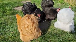 Pekin Bantams [upl. by Ameg129]