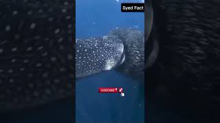 Whale shark 🦈 [upl. by Kassity]