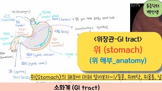 위장관위Stomach 해부학  위의 구조에 대해 알아보자 들문 위바닥 위몸통 날문 [upl. by Huff931]