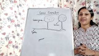 class 7 NCERT Ch Reproduction in Plants Asexual reproduction Spore Formation [upl. by Wheaton365]