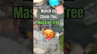 Massive Tree Climb [upl. by Annaerda]